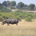 Hippo in der Kasenyi-Gegend