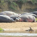 eine Sandbank voller Hippos