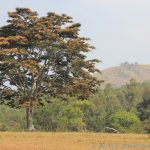 auf dem Weg in den Bwindi National Park