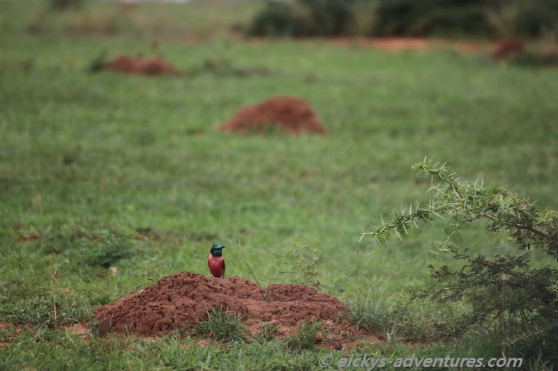 Bee-Eater im Murchison Falls National Park Bee-Eater im Murchison Falls National Park