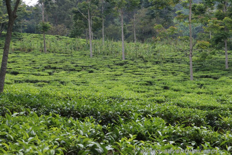 Tee: zwischen Kibale und Fort Portal Tee: zwischen Kibale und Fort Portal