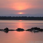 Hippos im Lake George