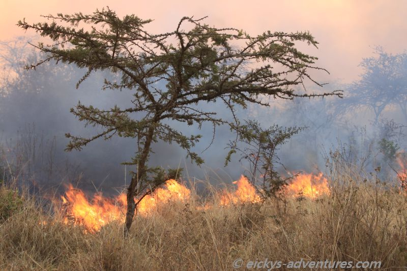 Feuer im Lake Mburo National Park Feuer im Lake Mburo National Park