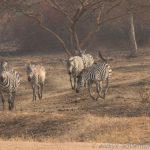 Zebra-Wallfahrt