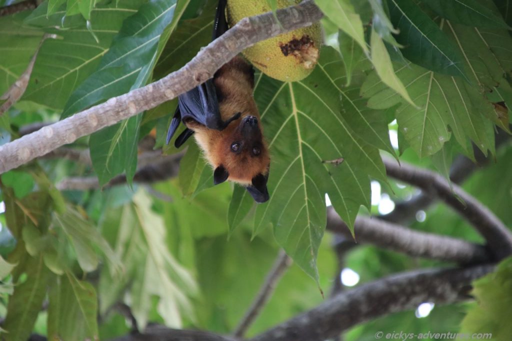 Impressionen von Mamagili: Fledermaus mit Brotfrucht
