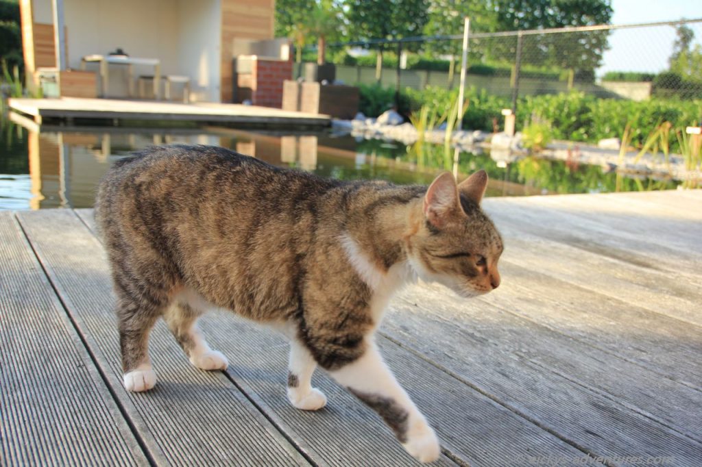 mein Garten