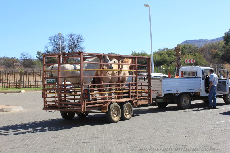 Pferdetransporter Pferdetransporter