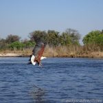 African Fish Eagle im Okavango Delta