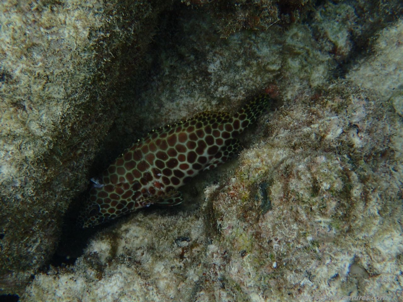 Unterwasserwelt am Adaaran Rannalhi Resort Unterwasserwelt am Adaaran Rannalhi Resort
