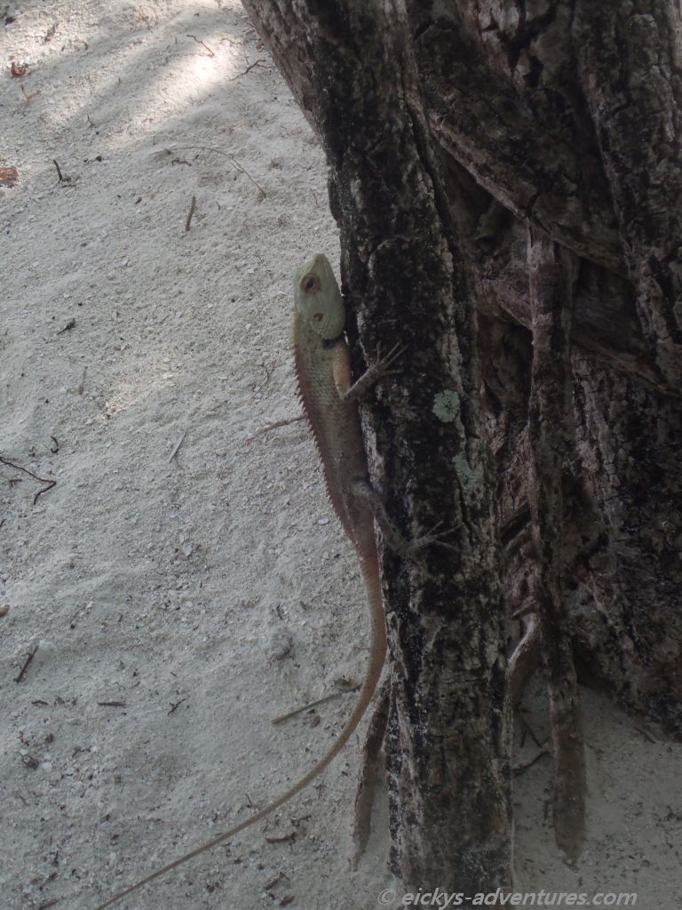 Gecko im Adaaran Rannalhi Resort Gecko im Adaaran Rannalhi Resort