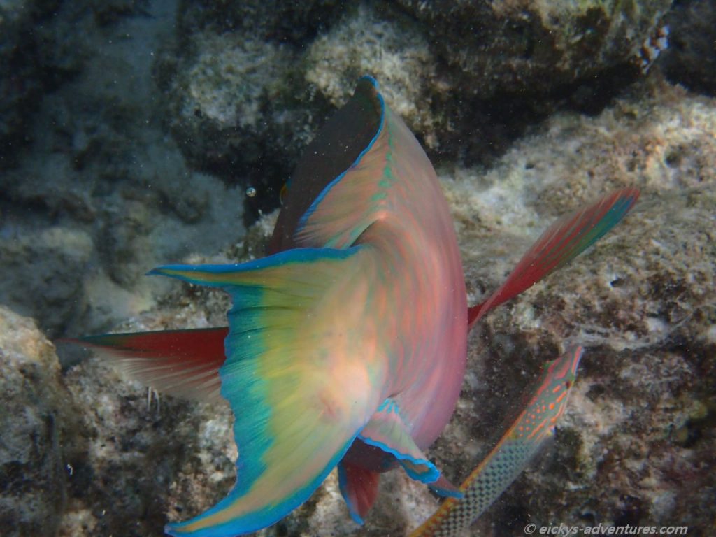 Unterwasserwelt am Adaaran Rannalhi Resort: Papageifisch