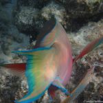 Unterwasserwelt am Adaaran Rannalhi Resort: Papageifisch