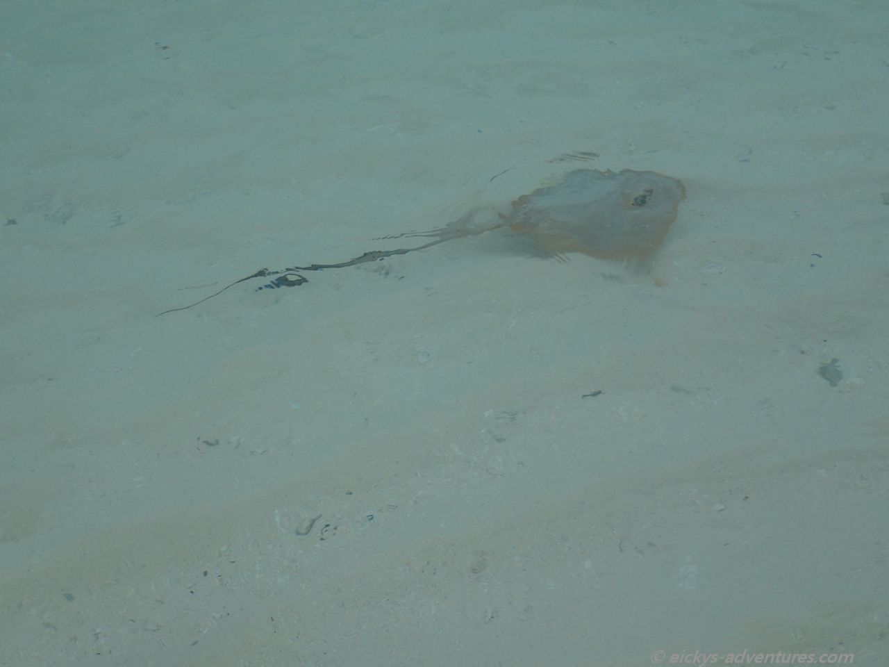 kleiner Rochen im seichten Wasser kleiner Rochen im seichten Wasser