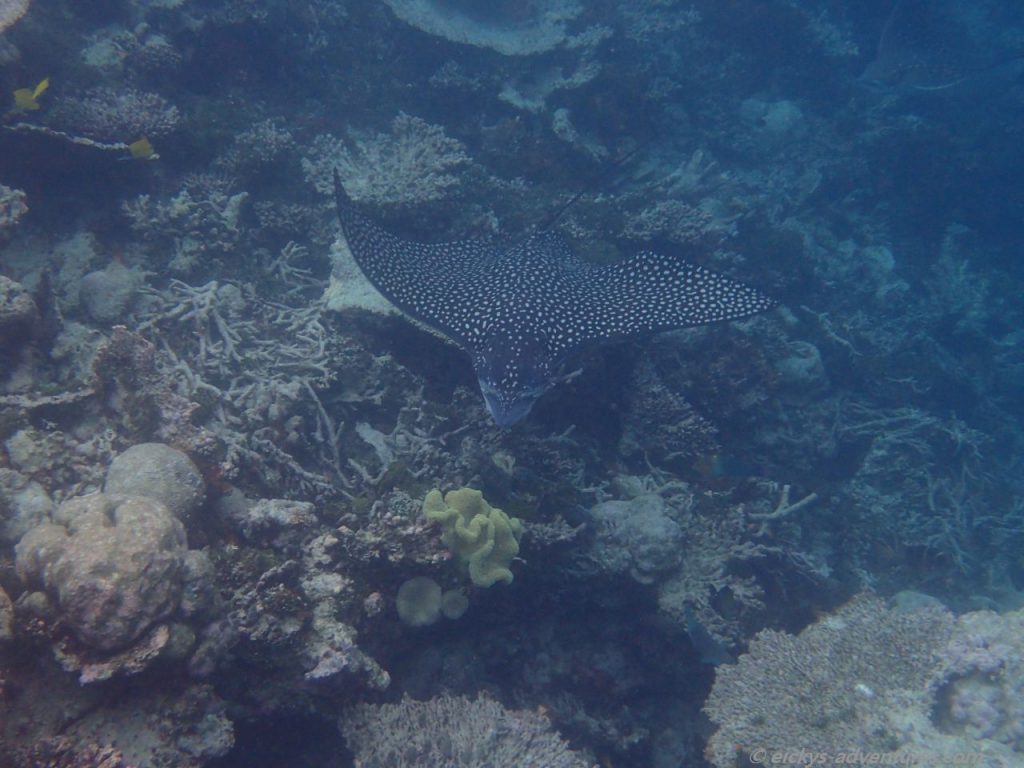 Unterwasserwelt an der Insel Hurasdhoo: Adlerrochen