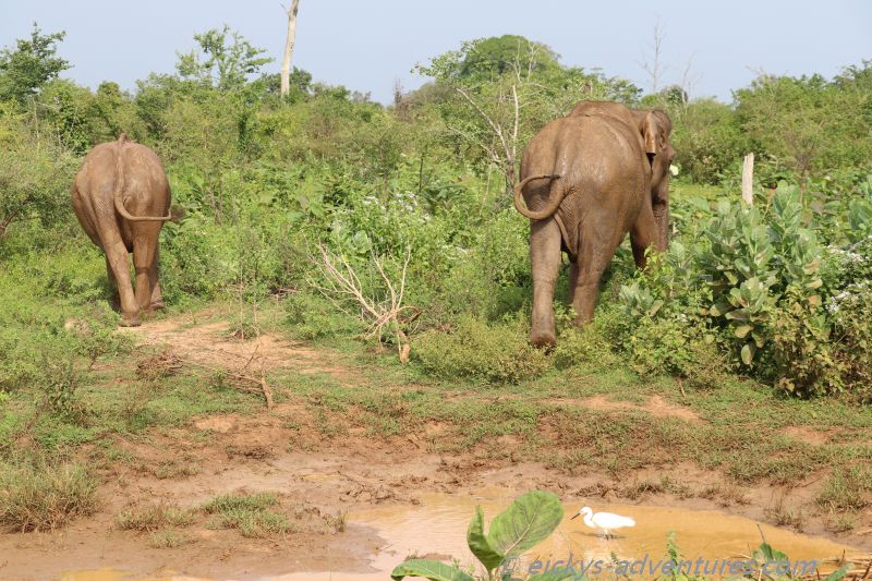 Elefant im Uda Walawe Nationalpark Elefant im Uda Walawe Nationalpark