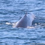 Whale Watching