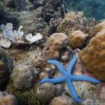 Unterwasserwelt am Bio Rock Project in Pemuteran: Seestern