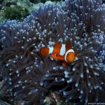 Unterwasserwelt am Bio Rock Project in Pemuteran