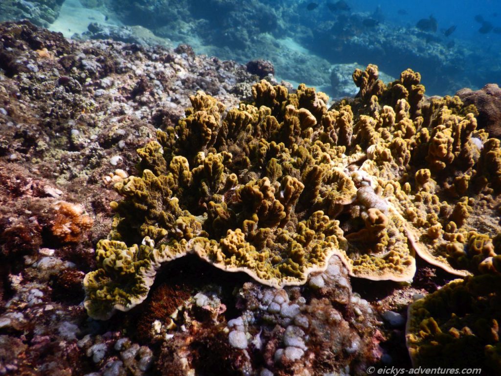 Unterwasserwelt am Lipah Beach