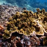 Unterwasserwelt am Lipah Beach