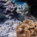 Unterwasserwelt in der Blue Lagoon, Padang Bai