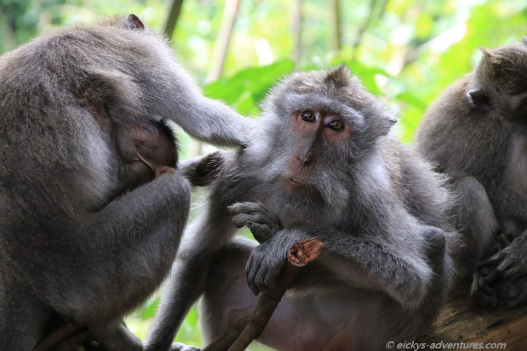 Monkey Forest in Ubud: Affenfamilie