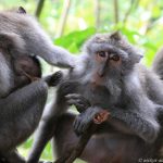 Monkey Forest in Ubud: Affenfamilie