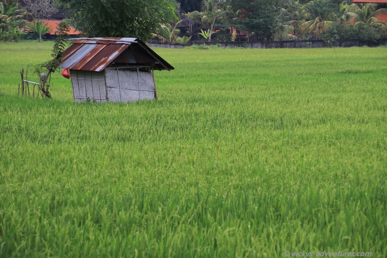 Juwuk Manis Rice Field Walk Juwuk Manis Rice Field Walk