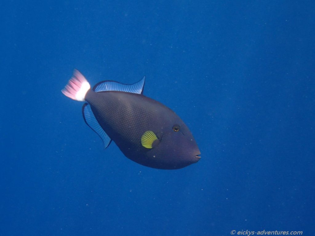 Unterwasserwelt Menjangan Island: Drückerfisch