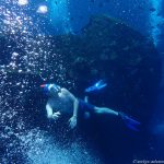 Unterwasserwelt an der USS Liberty in Tulamben