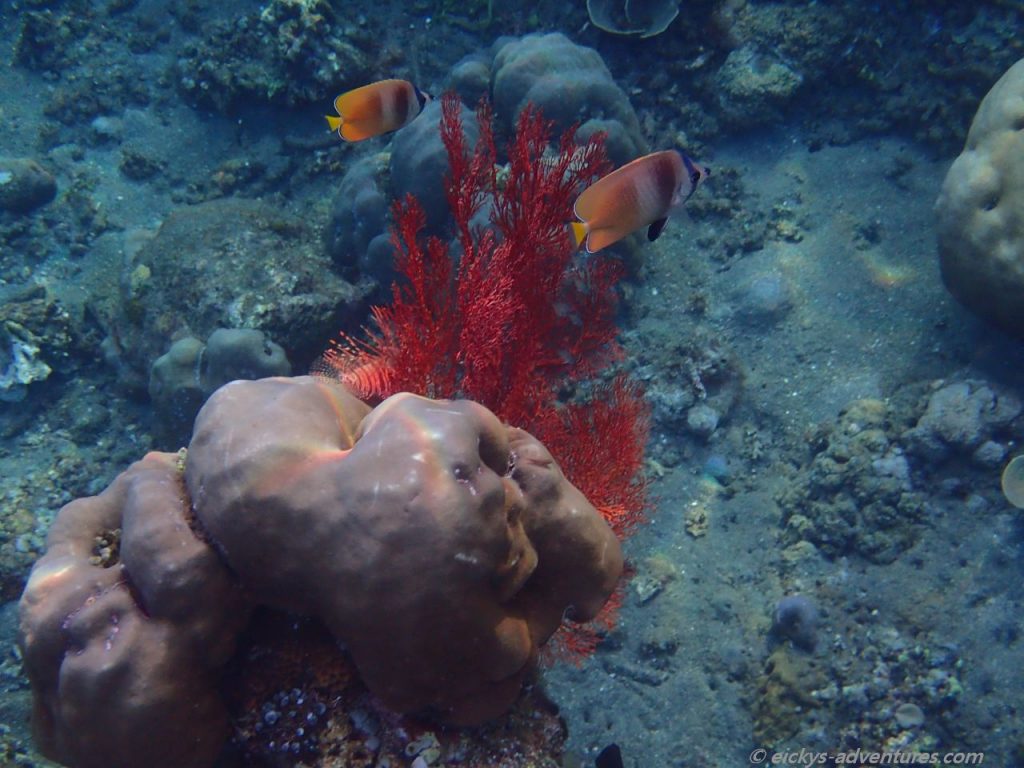Unterwasserwelt am Lipah Beach: Feuerfisch