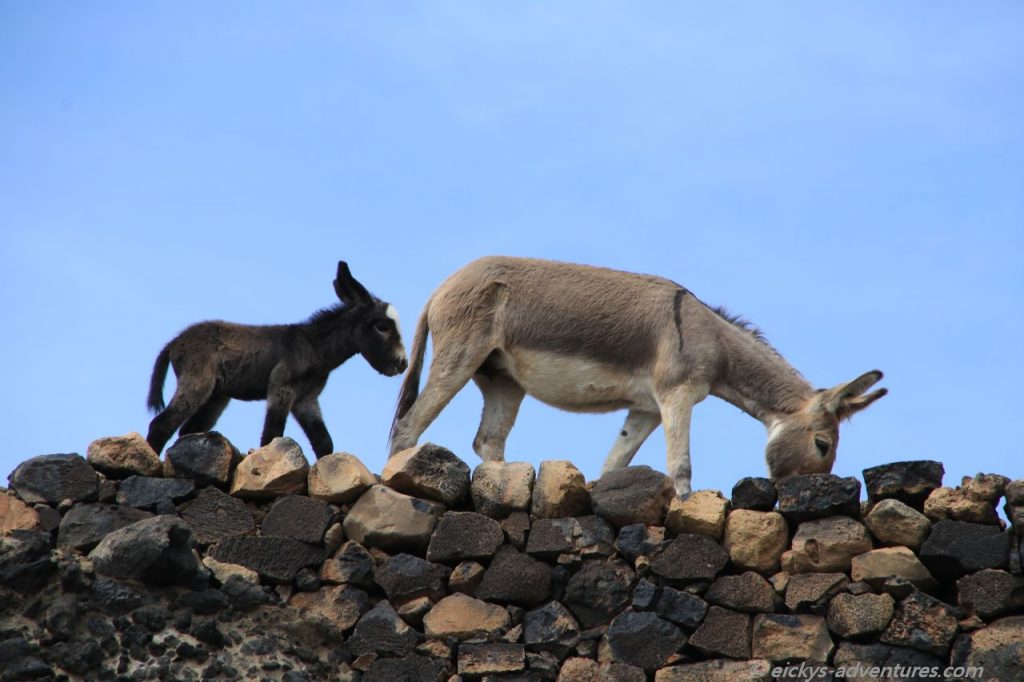 Esel auf dem Eselpfand von Tarrafal nach Monte Trigo