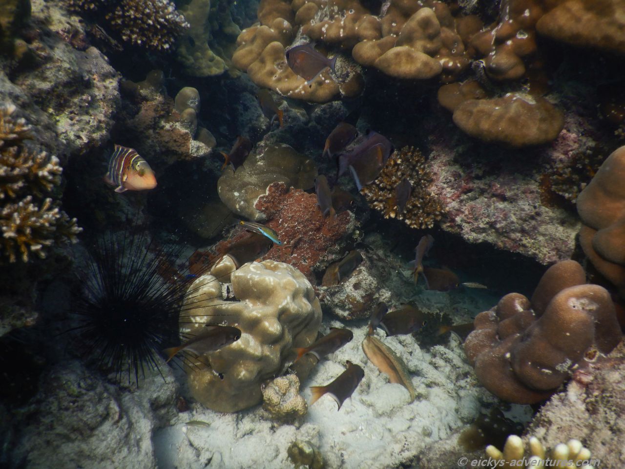 Unterwasserwelt auf Koh Ngai Unterwasserwelt auf Koh Ngai