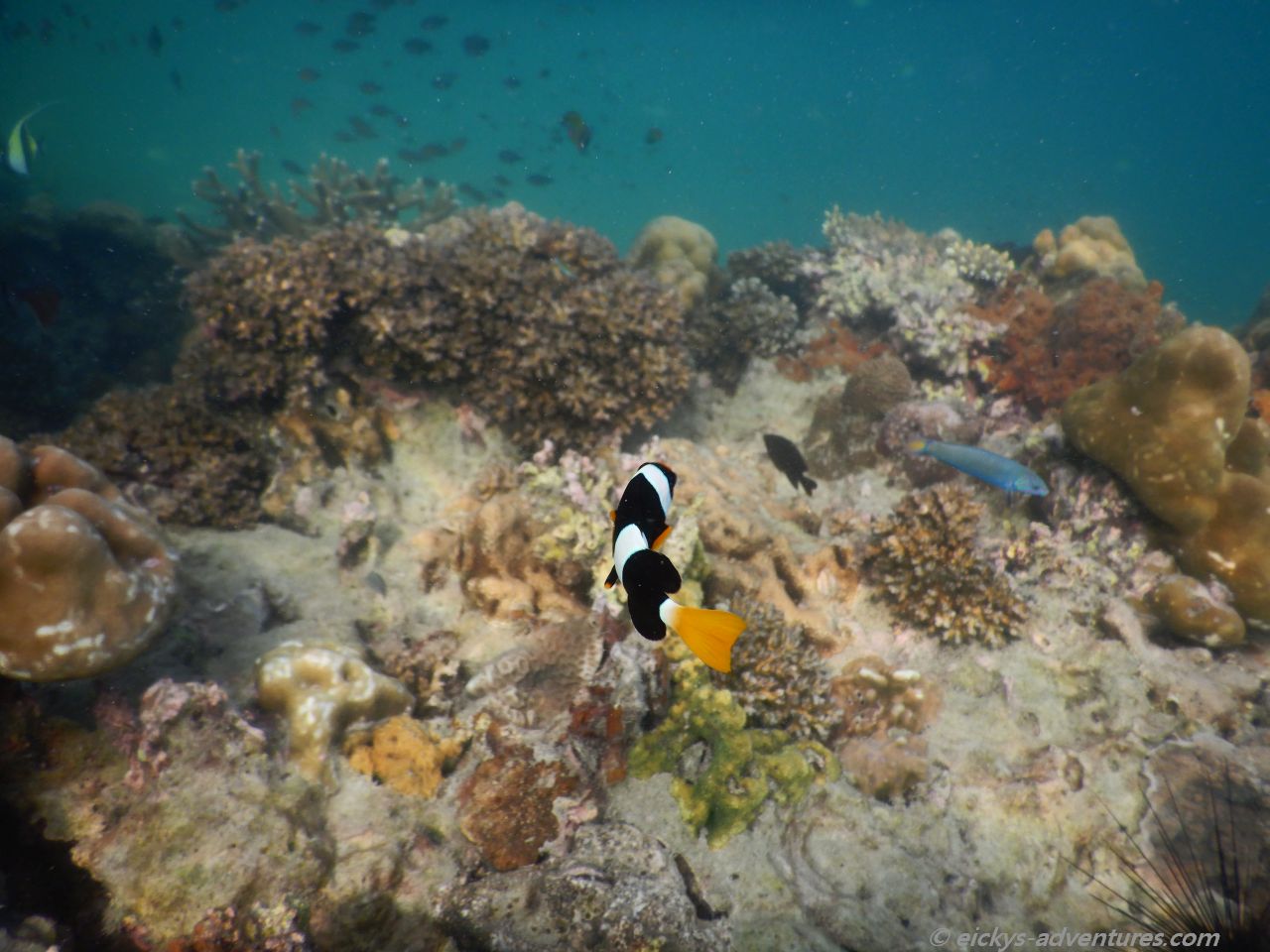 Unterwasserwelt auf Koh Ngai Unterwasserwelt auf Koh Ngai