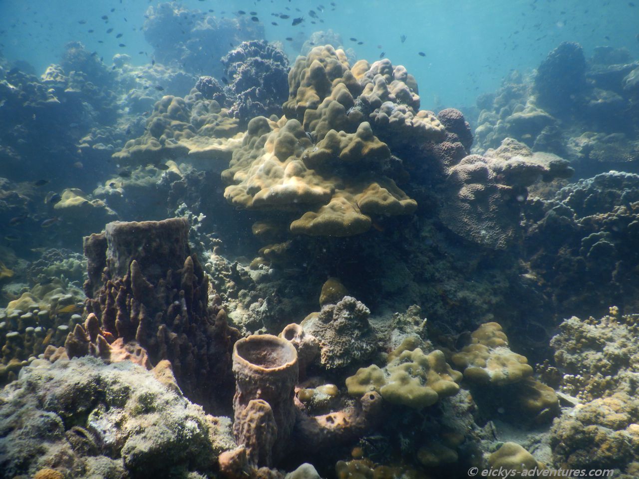 Unterwasserwelt auf Koh Ngai Unterwasserwelt auf Koh Ngai