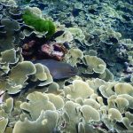 Unterwasserwelt im Westen von Koh Bon