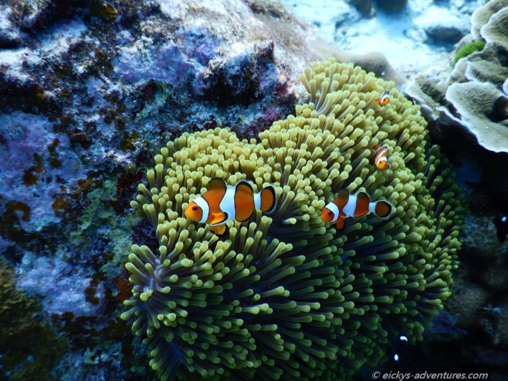 Unterwasserwelt bei Koh Tachai