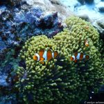 Unterwasserwelt bei Koh Tachai