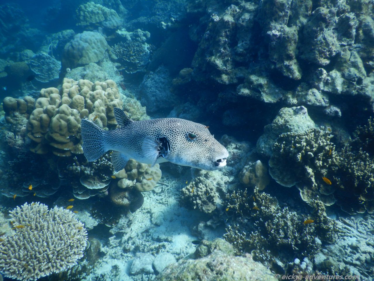 Unterwasserwelt bei den Surins