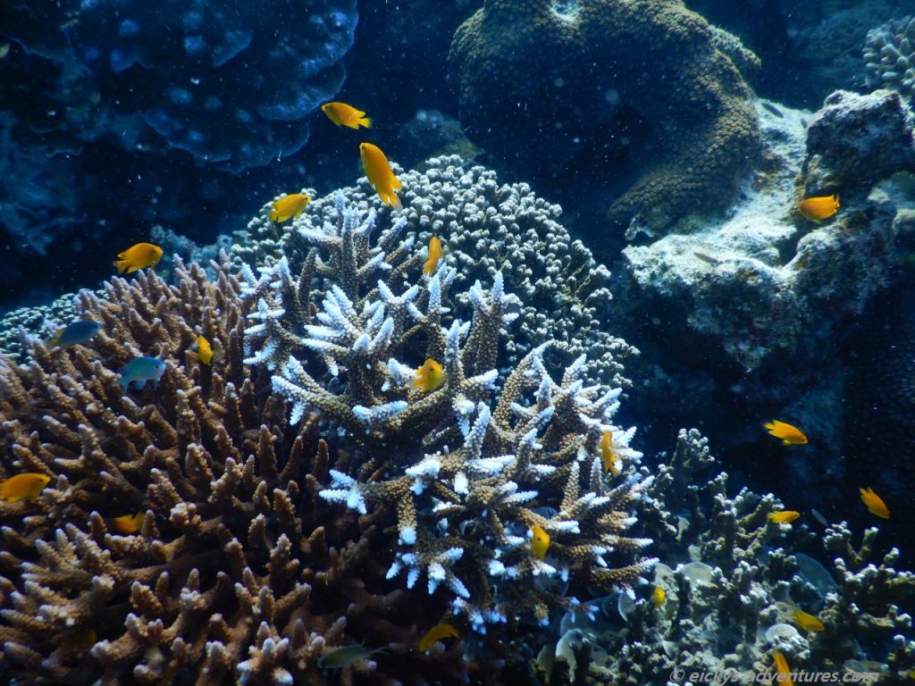 Unterwasserwelt bei den Surins