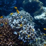 Unterwasserwelt bei den Surins