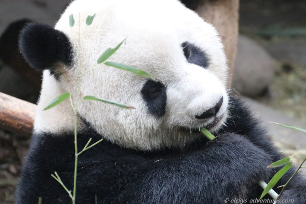 der Große Panda im Panda Research Center
