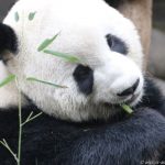 der Große Panda im Panda Research Center