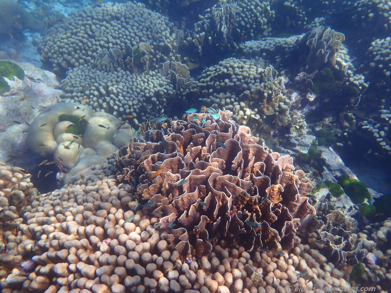 Unterwasserwelt bei Koh Tachai Unterwasserwelt bei Koh Tachai