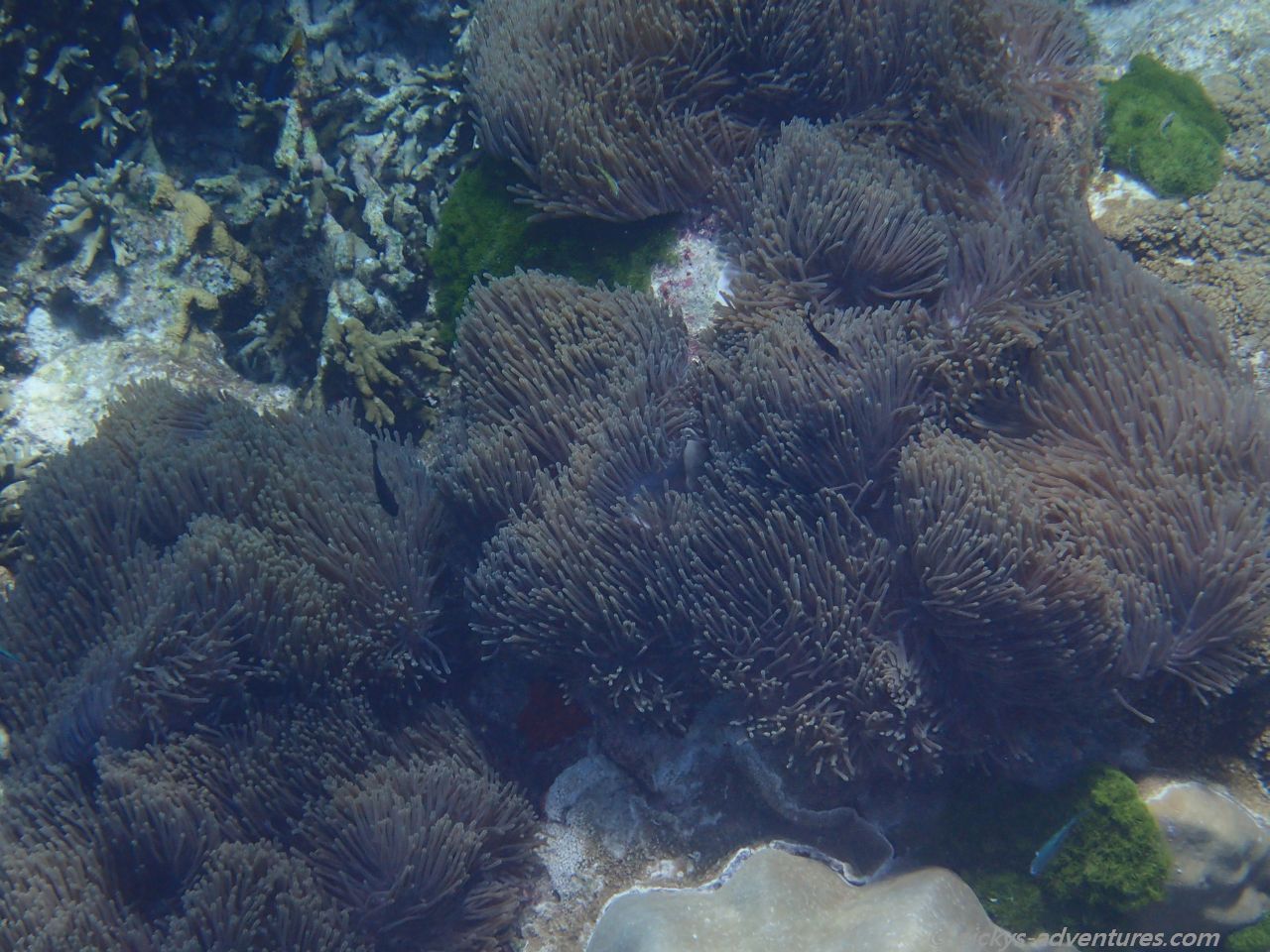 Unterwasserwelt bei Koh Tachai Unterwasserwelt bei Koh Tachai