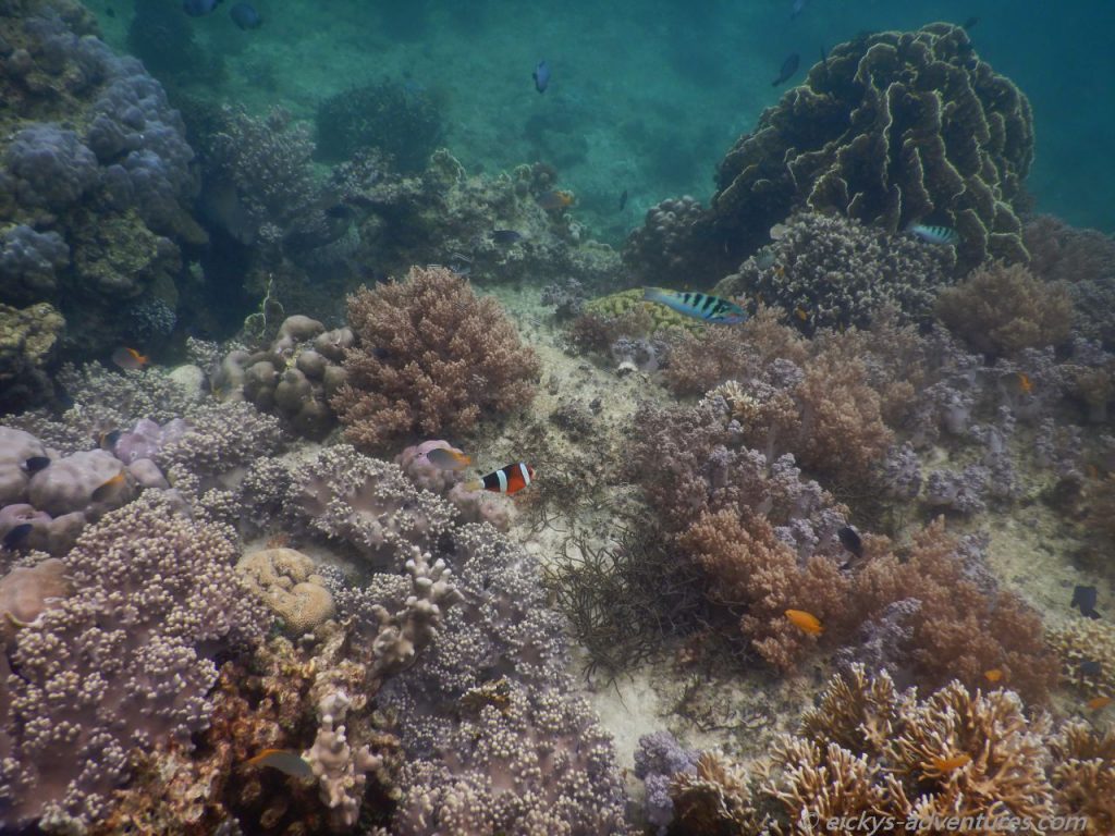 Unterwasserwelt an der Marine Sanctuary