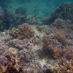 Unterwasserwelt an der Marine Sanctuary