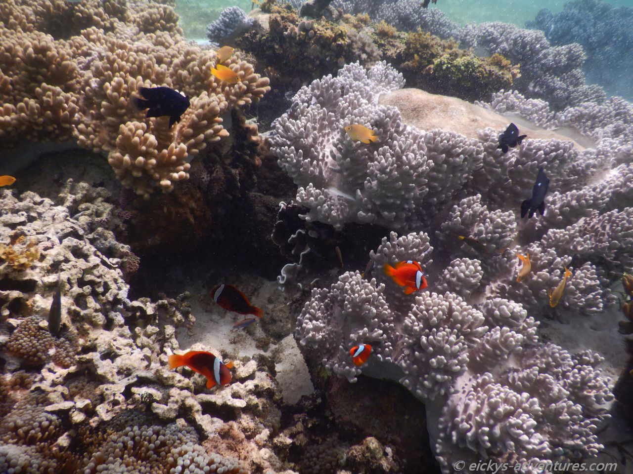 Unterwasserwelt am Coral Garden Unterwasserwelt am Coral Garden