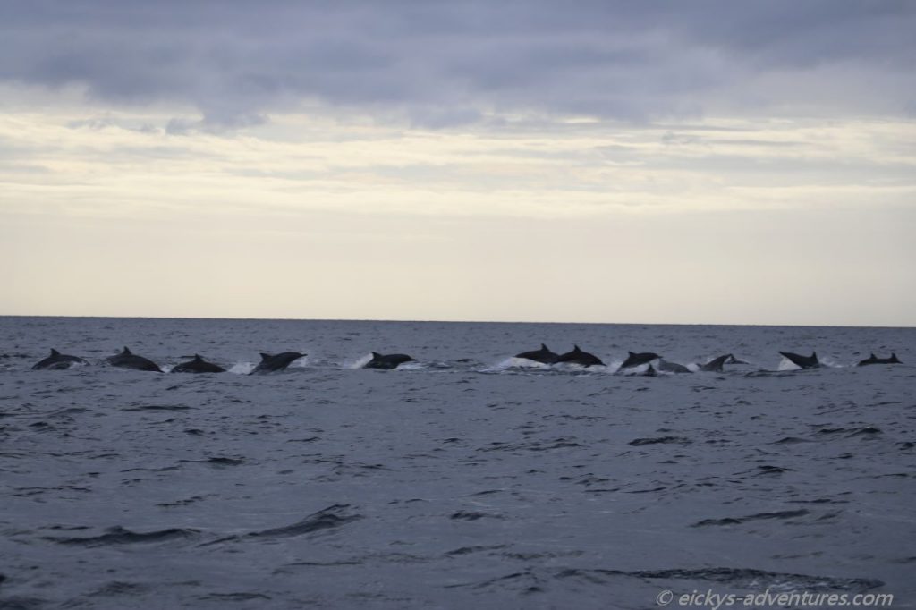 Dolphin Watching Tour in Pamilacan