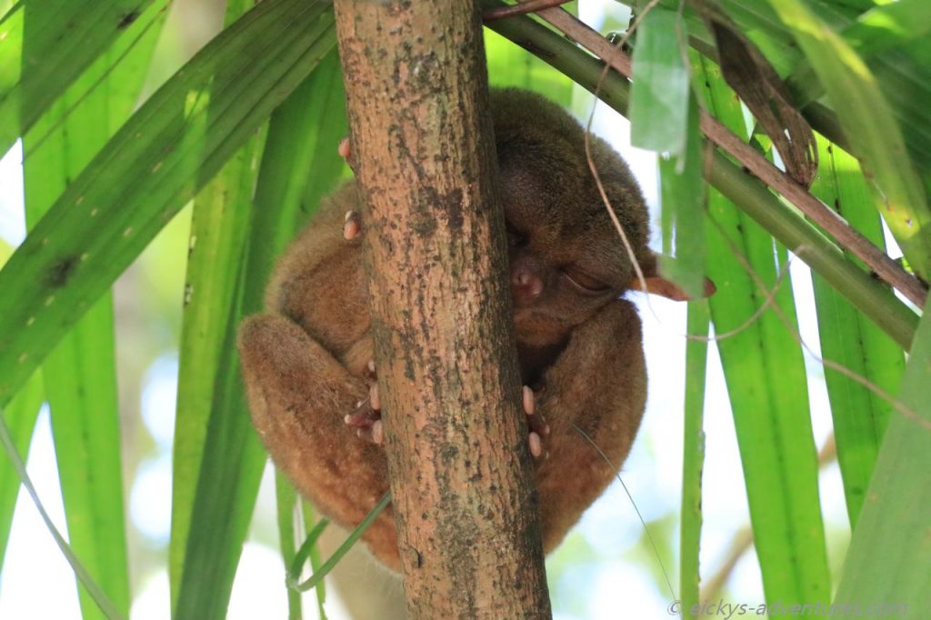 Tarsier